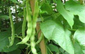 有機(jī)蔬菜--豆角