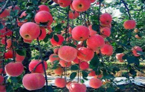 富士蘋果