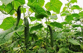 有機(jī)蔬菜--黃瓜