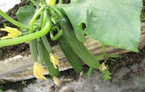 有機(jī)蔬菜--黃瓜