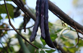 有機(jī)蔬菜--豆角