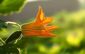 有機(jī) 蔬菜--窩瓜