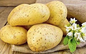 有機(jī)蔬菜