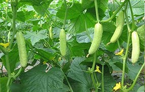 有機(jī)蔬菜--黃瓜