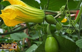 有機(jī)蔬菜--西葫蘆