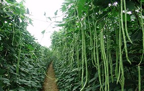 有機(jī)蔬菜--豇豆角