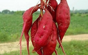 有機(jī)蔬菜--紅薯