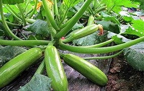有機(jī)蔬菜--西葫蘆