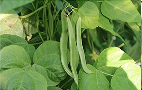 有機(jī)蔬菜--豆角