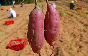 有機(jī)蔬菜紅薯