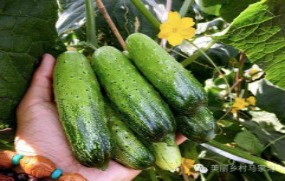 有機蔬菜--黃瓜