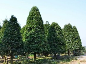 柏樹（包含側(cè)柏、圓柏、扁柏等）