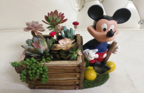多肉DIY+戶外拓展培訓+農家特