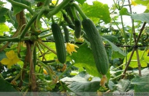 踏青植樹+采摘蔬菜5斤/人