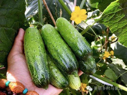 有機(jī)蔬菜13